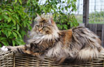 Contessa