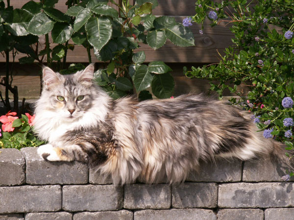 Debbra