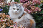 Hadiya