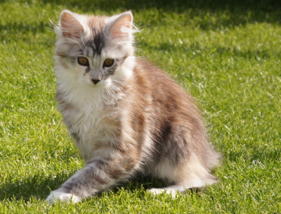 Danique