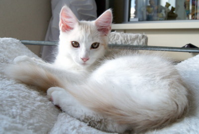 Elroy