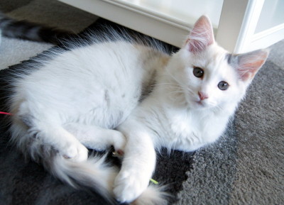 Evita