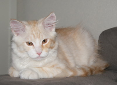 Finn