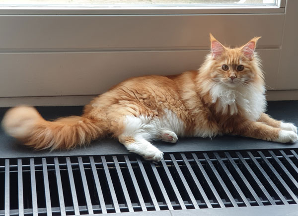 Eindeloos achterlijk persoon verdacht Whitefield's Maine Coons